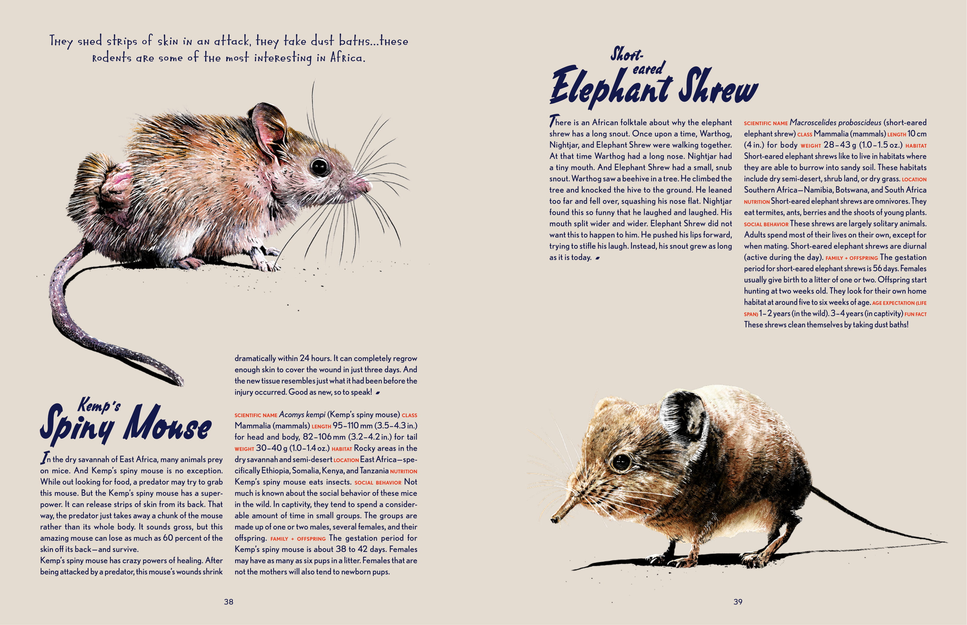 By Florian Bayer, Alicia Klepeis from Animal Allstars copyright Gestalten 2016