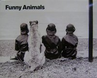 Funny Animals- 5 posters