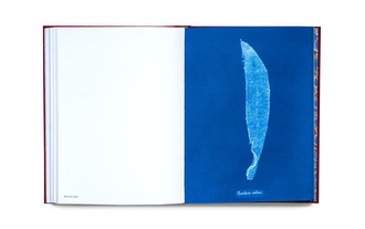 Cyanotype Imperfections