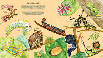 The Secret Life of Butterflies