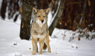 The National Parks : An American Legacy