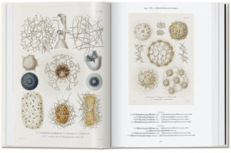 The Art and Science of Ernst Haeckel