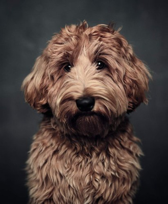 The Dogs : Human Animals