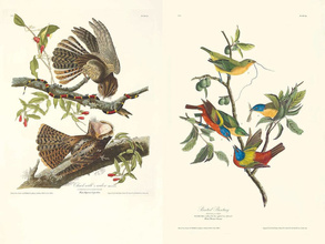 John James Audubon – Die Vögel Amerikas