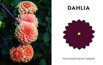 Super Bloom : A Field Guide to Flowers for Every Gardener