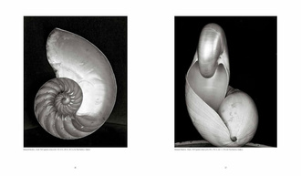 Weston : Edward, Brett, Cole, Cara. The Weston Photographers