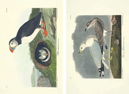 John James Audubon – Die Vögel Amerikas