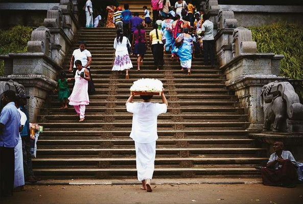 Flower Art: Makoto Azuma