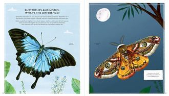 The Secret Life of Butterflies