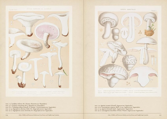 Mushroom Botanical Art