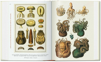 Cabinet of Natural Curiosities
