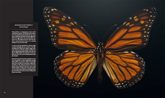 Extinct & Endangered : Insects in Peril