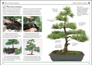 101 Essential Tips Bonsai : Breaks Down the Subject into 101 Easy-to-Grasp Tips