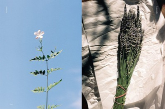 Edible Flowers : How, Why, and When We Eat Flowers