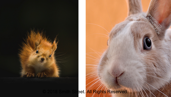 This Book Is Literally Just Pictures of Cute Animals That Will Make You Feel Better