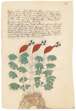 The Voynich Manuscript - Essays in German & English