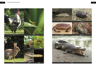 Unelaborated Products : Definition and Classification