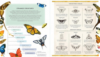 The Secret Life of Butterflies