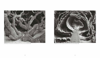 Weston : Edward, Brett, Cole, Cara. The Weston Photographers