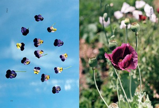 Edible Flowers : How, Why, and When We Eat Flowers