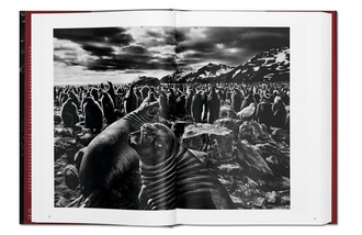 Sebastiao Salgado. GENESIS