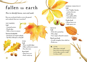 A Field Guide to Autumn : Play and learn in nature