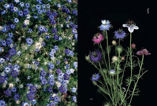 Edible Flowers : How, Why, and When We Eat Flowers