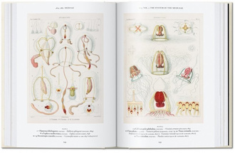 The Art and Science of Ernst Haeckel