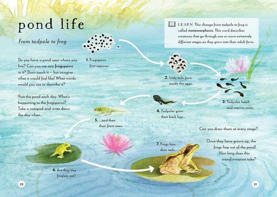 A Field Guide to Summer : Play and learn in nature