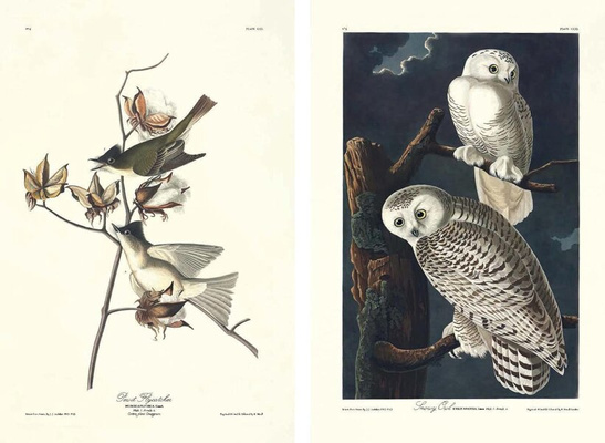 John James Audubon – Die Vögel Amerikas