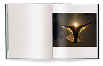 Birds : Poetry in the Sky