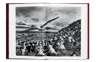 Sebastiao Salgado. GENESIS