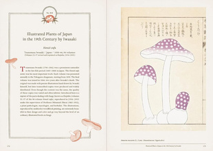 Mushroom Botanical Art