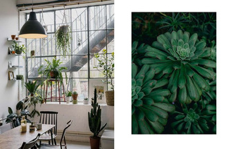 House of Plants: Living with Succulents, Air Plants and Cacti