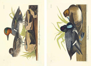 John James Audubon – Die Vögel Amerikas