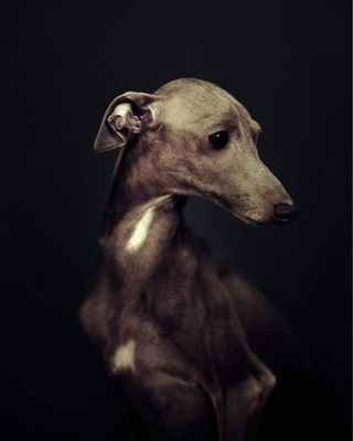 The Dogs : Human Animals