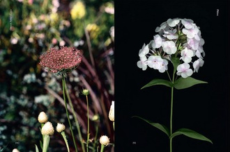 Edible Flowers : How, Why, and When We Eat Flowers