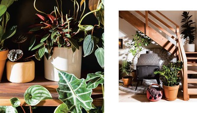 House Planted : Choosing, Growing, and Styling the Perfect Plants for Your Space