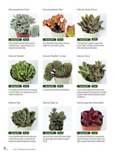Growing Succulents