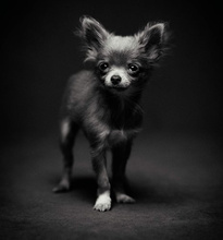 The Dogs : Human Animals