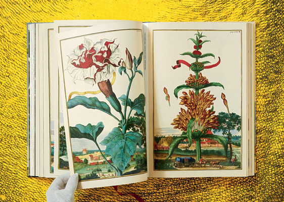 J. C. Volkamer. Citrus Fruits