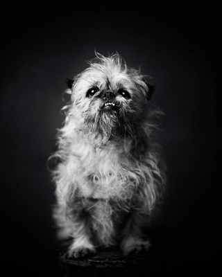 The Dogs : Human Animals