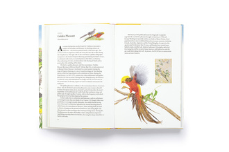 Around the World in 80 Birds