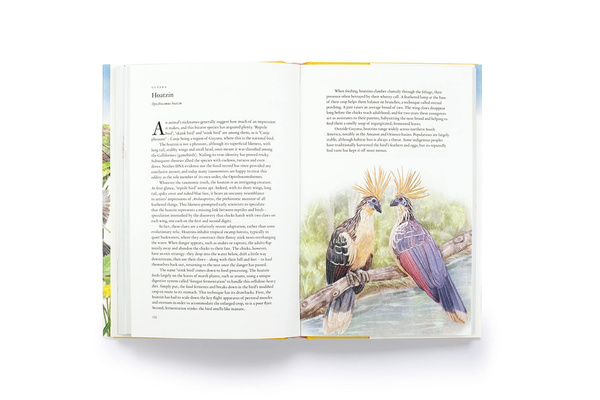 Around the World in 80 Birds