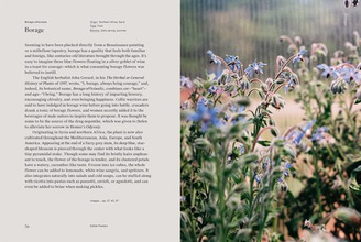 Edible Flowers : How, Why, and When We Eat Flowers