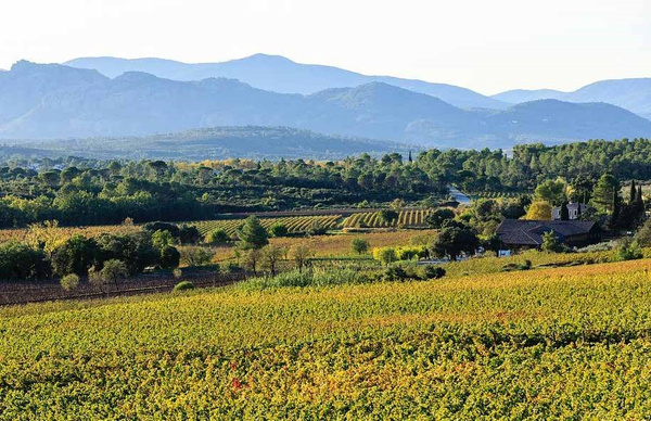 Adventures in Rose Wine in Provence