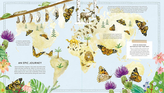 The Secret Life of Butterflies