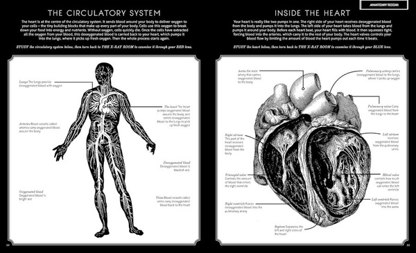 Illumanatomy