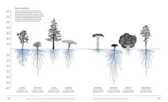 Trees : From Root to Leaf