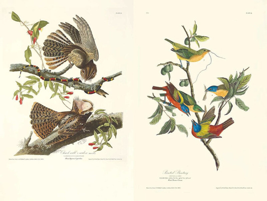 John James Audubon – Die Vögel Amerikas